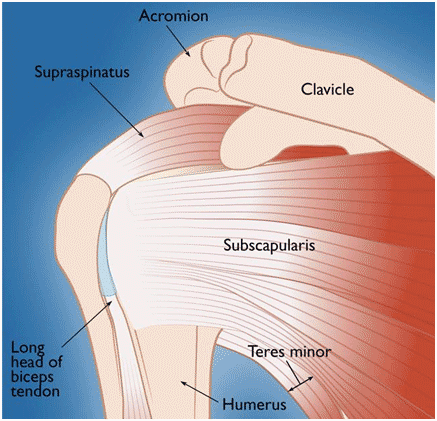 Rotator Cuff