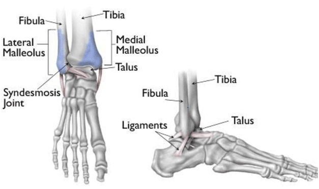 Ankle Antomy